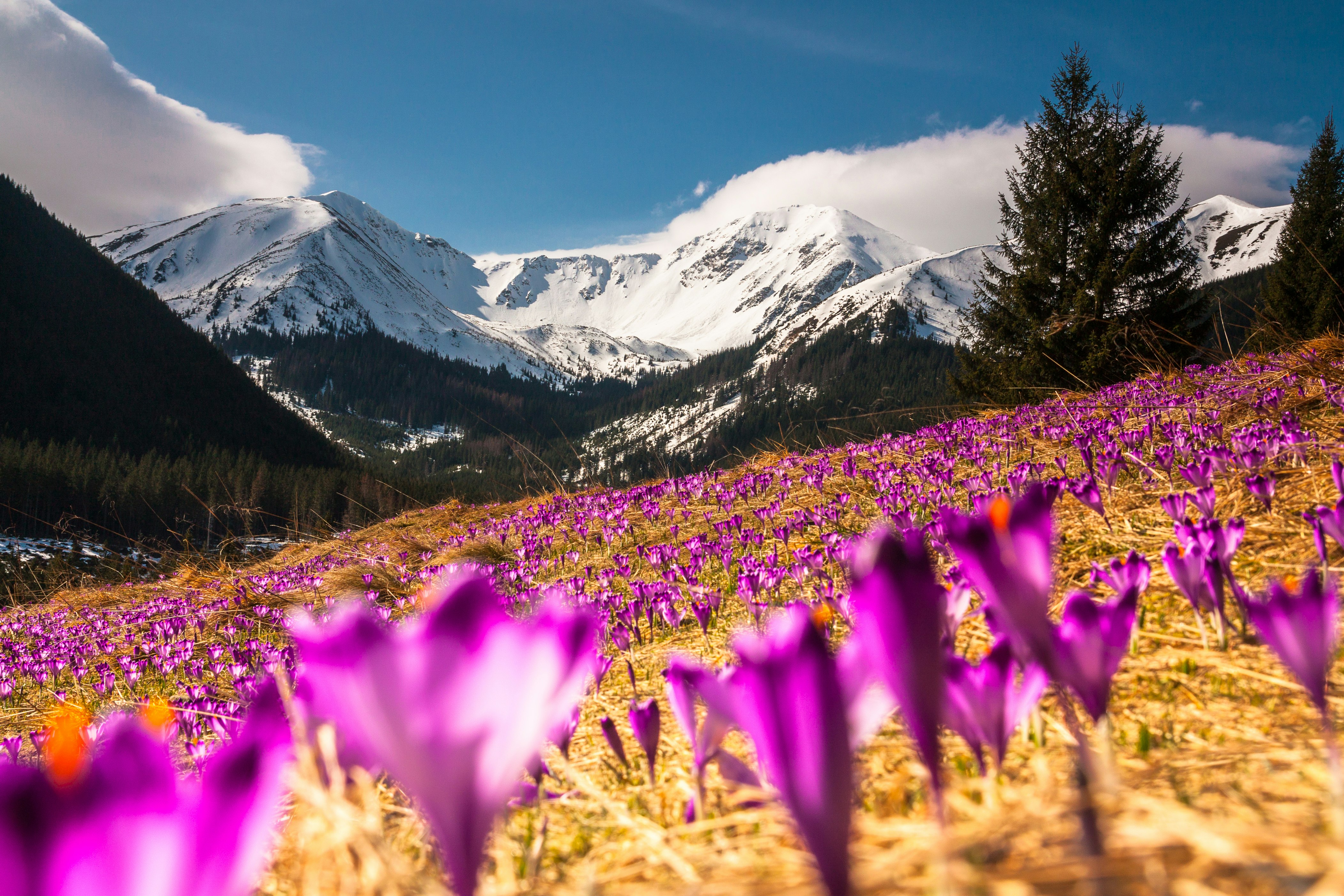 selective focus photography of purple petaled flower